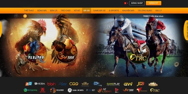 Các thông tin cơ bản về sảnh đá gà 8XBET bạn nên biết